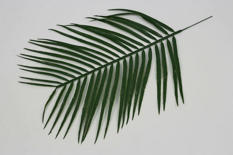 П314  Лист пальмы