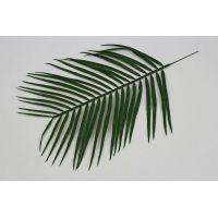 П314  Лист пальмы